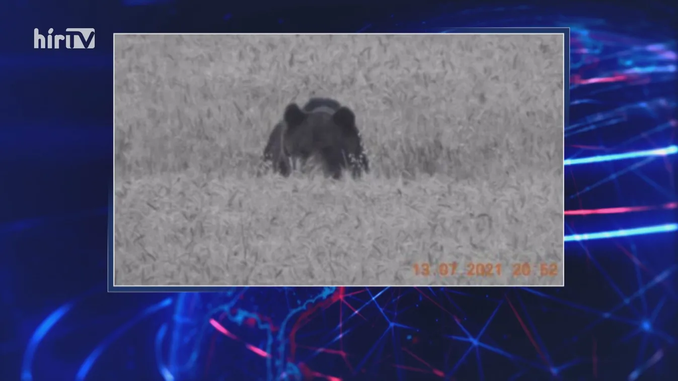 Medvét láttak Isaszegnél