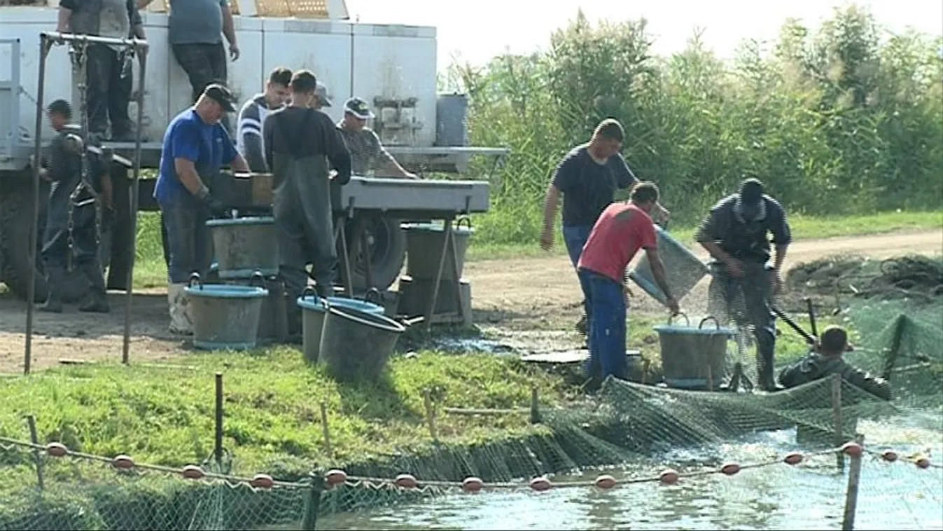 Szépen fejlődtek a pontyok – Soroló