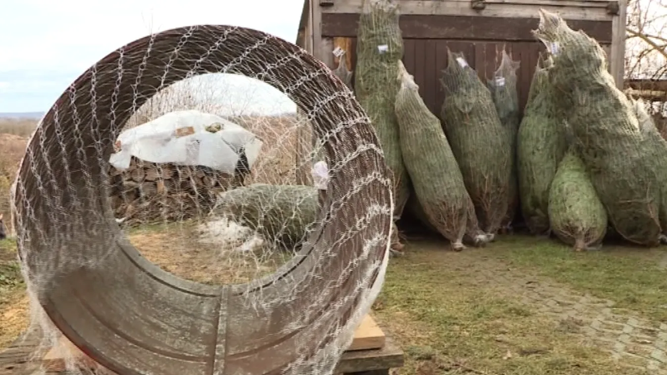 Évről évre többen részesítik előnyben az őstermelők fáit