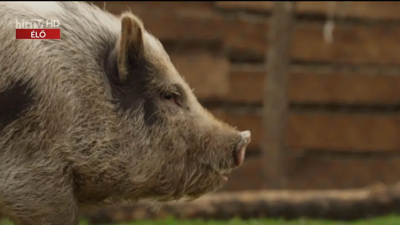 Radar - Timo jóslata a Németország-Japán meccsre