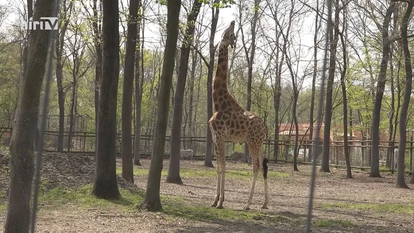 Újraindulhat a hazai turizmus