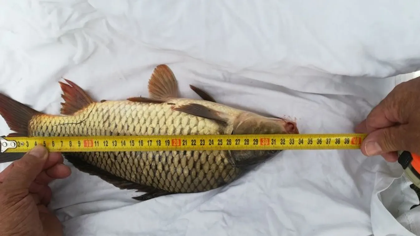 Hatalmas butaságot tett egy horgász a Kis-Dunán, az engedélye bánta