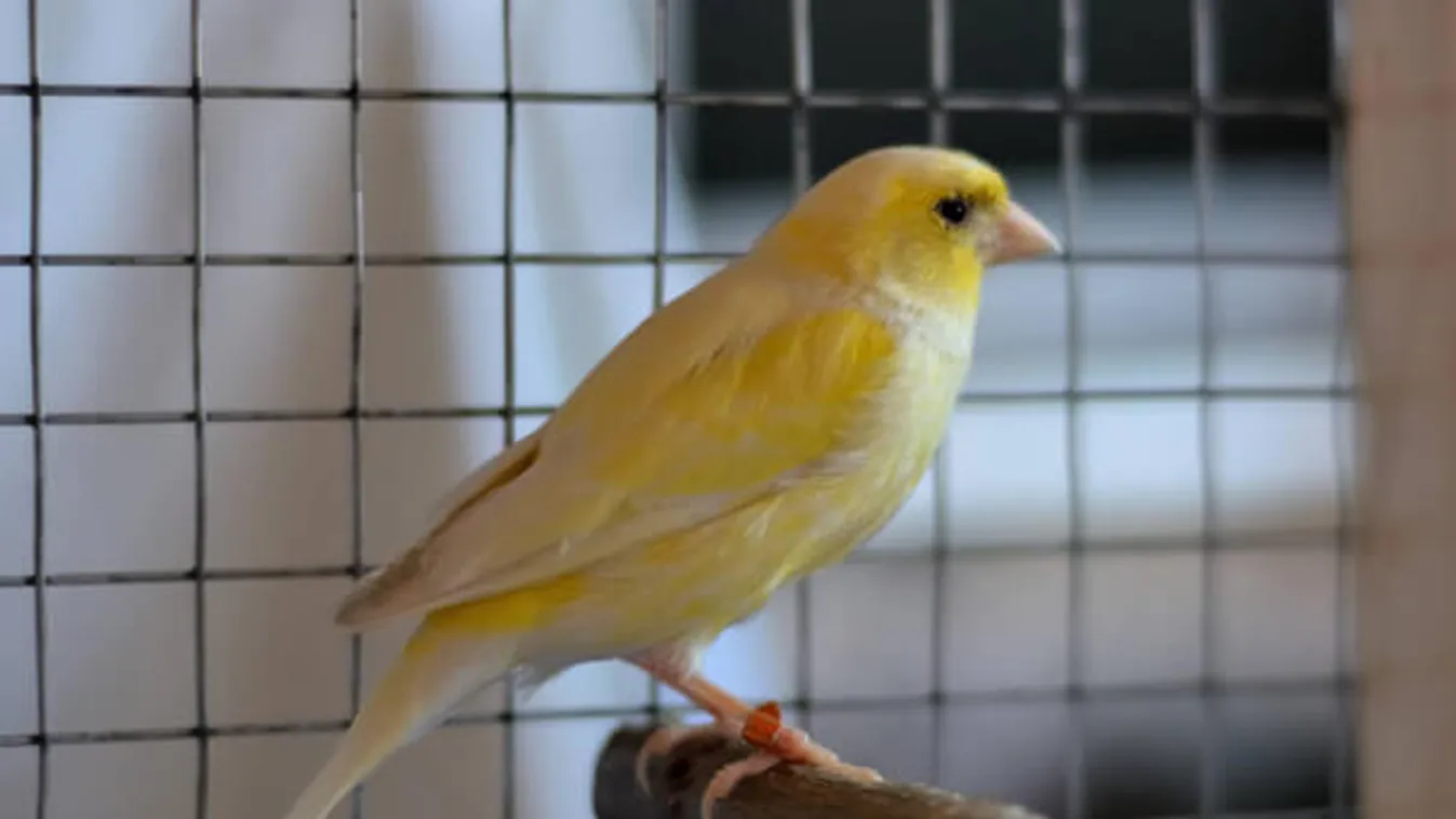 Börtönbe mehet a kölyökmacskákkal és kanárikkal végző férfi