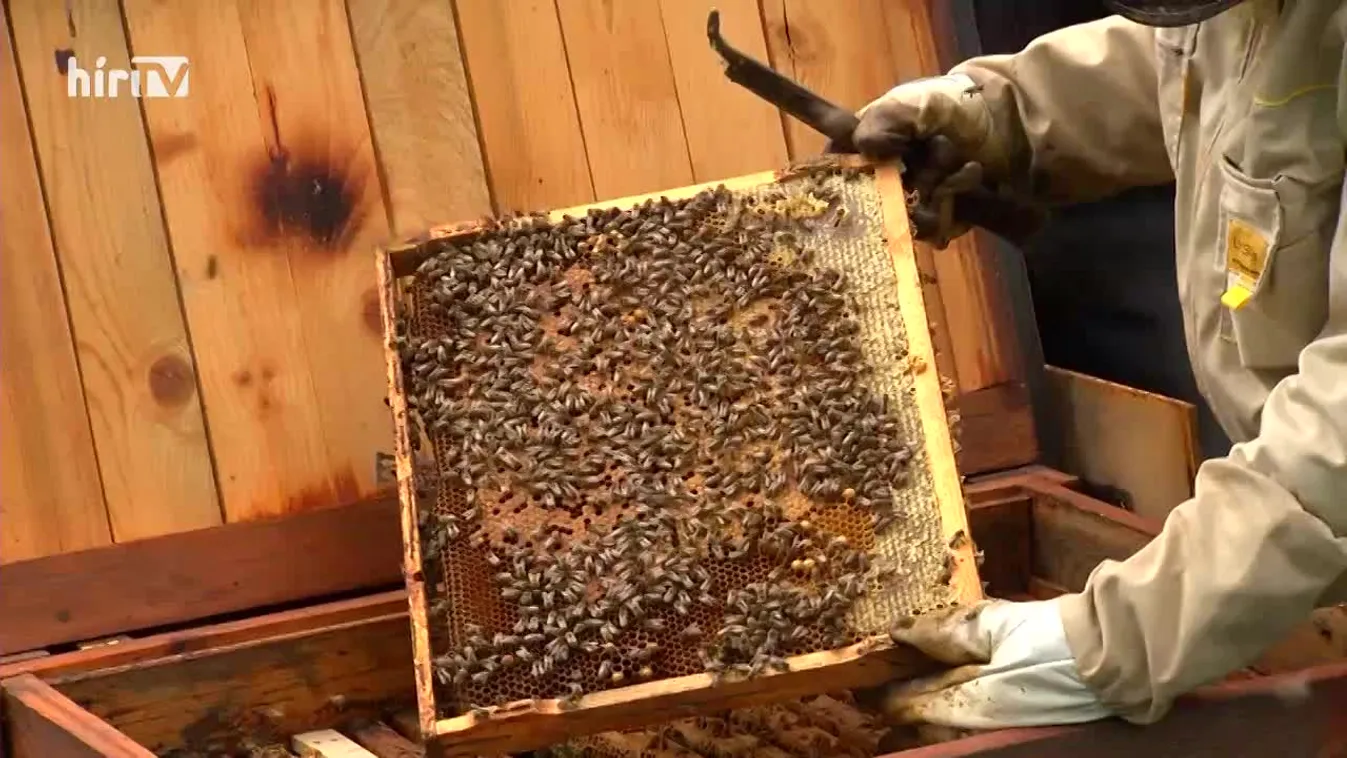 Soroló: Kampány a mézért