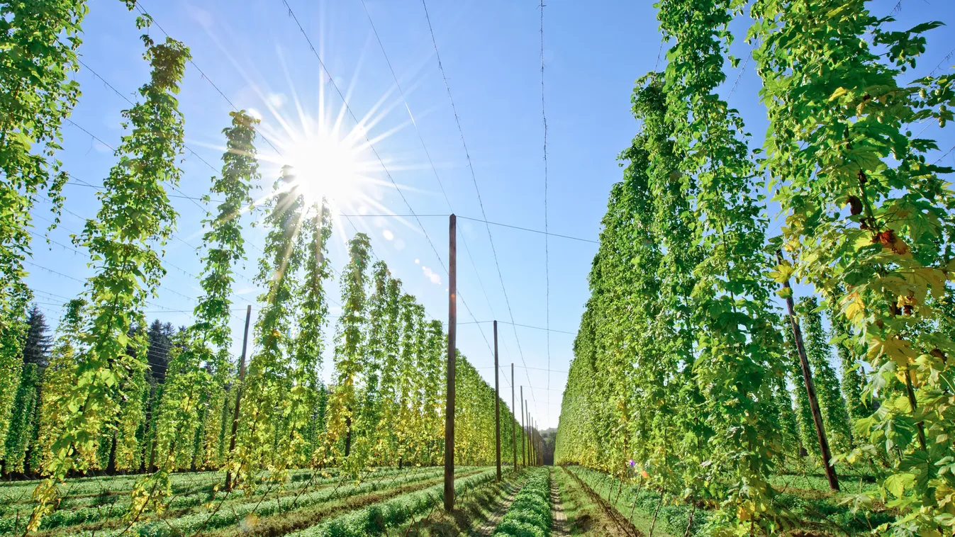 Nagy István: 100 millió forint támogatáshoz juthat a magyar komlótermesztés