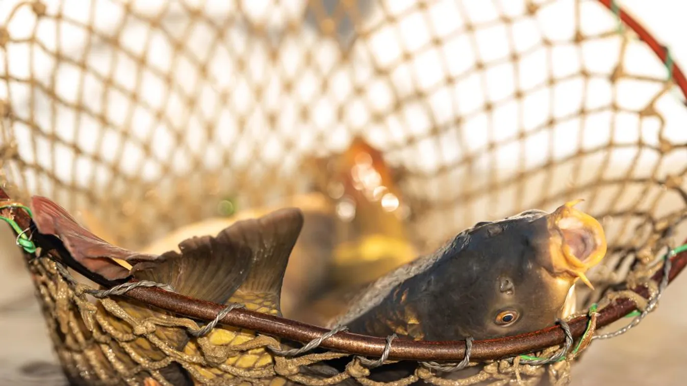 Bőséges a halkínálat, árváltozás nem várható