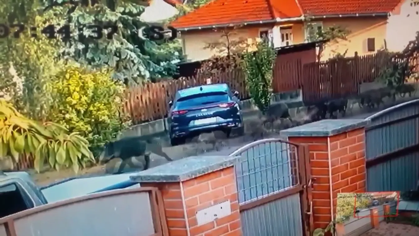 Vaddisznó családot videóztak Debrecen utcáin