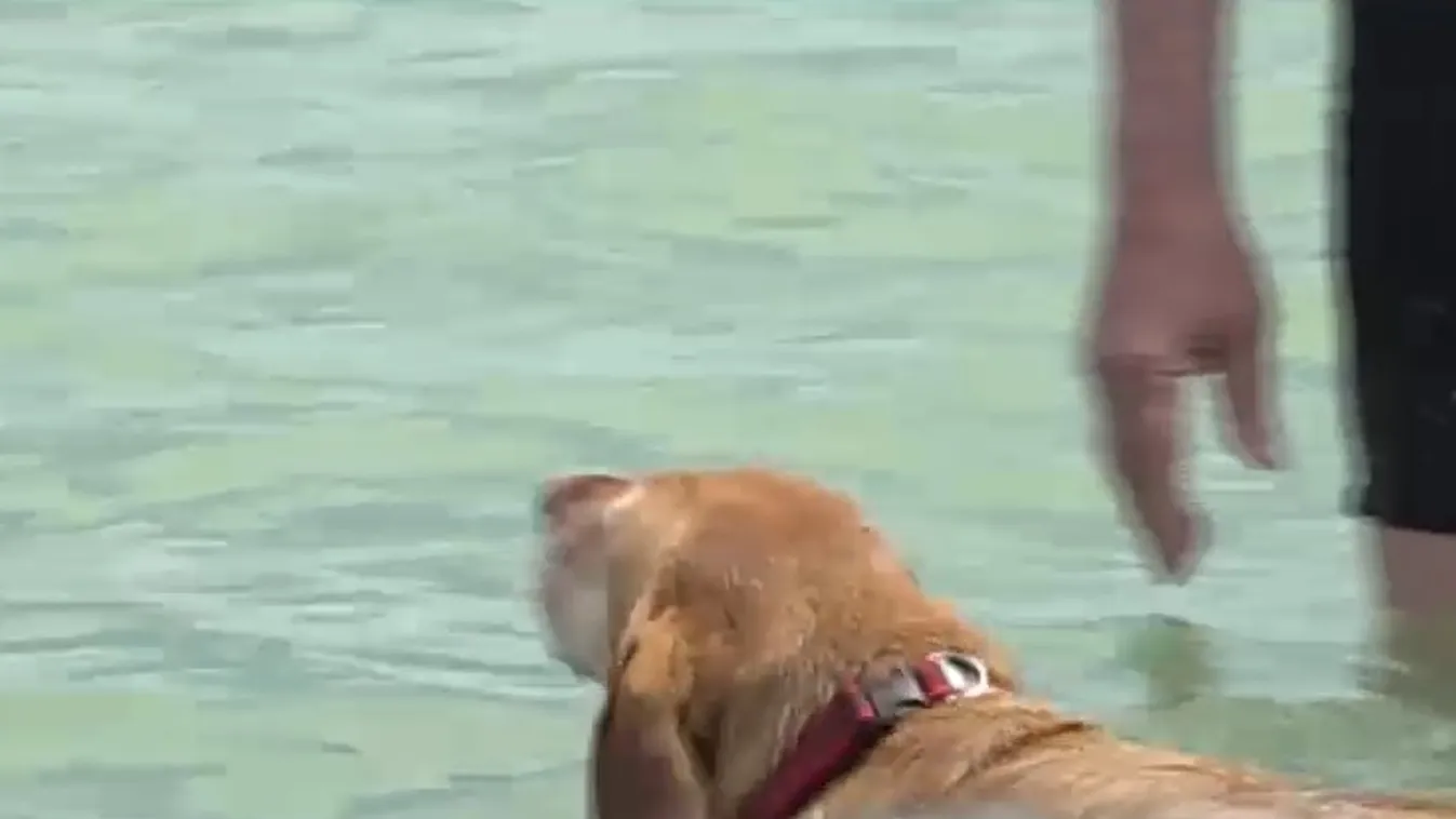 Folyamatosan bővül a fonyódi kutyás fürdőhely  + videó