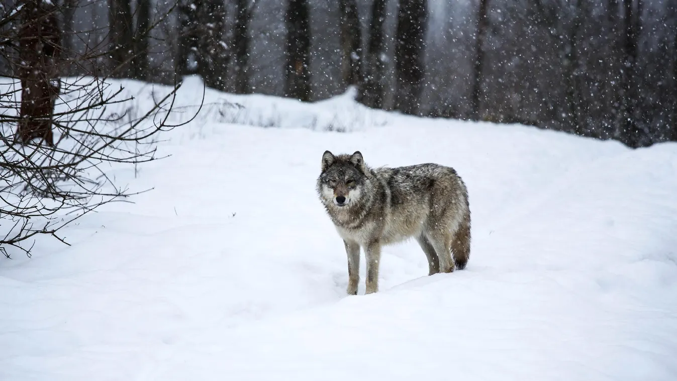 Védett szürke farkasok kilövésével gyanúsítanak három borsodi férfit