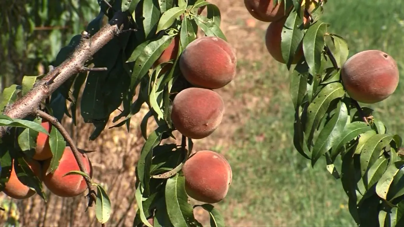 Jó minőségű az idei őszibarack