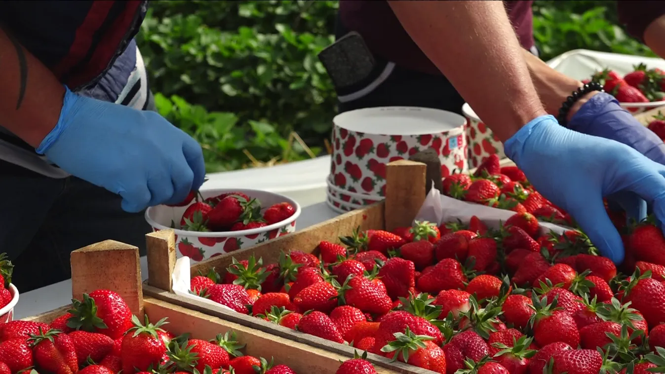 Drágán mérik az igazi szamócát + videó