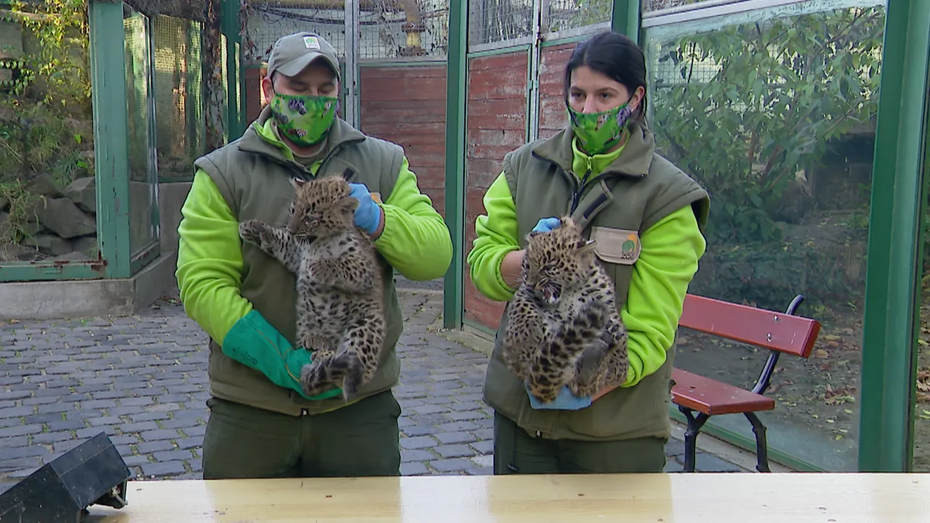 Perzsa leopárd kölykök születtek a Fővárosi Állat- és Növénykertben