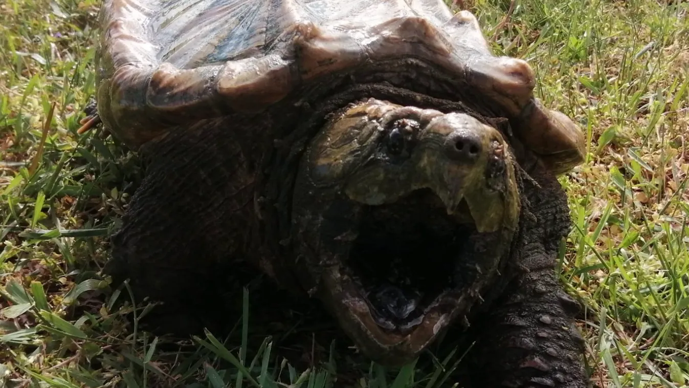 Radar - Veszélyes fajok Magyarországon