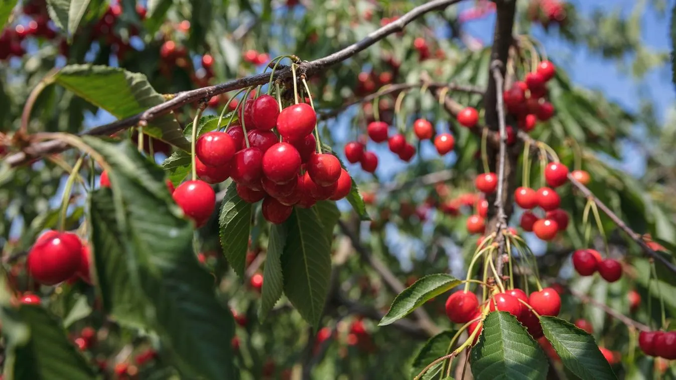 Az április elején jelentkező fagyok a cseresznye ágazatot sem kímélték