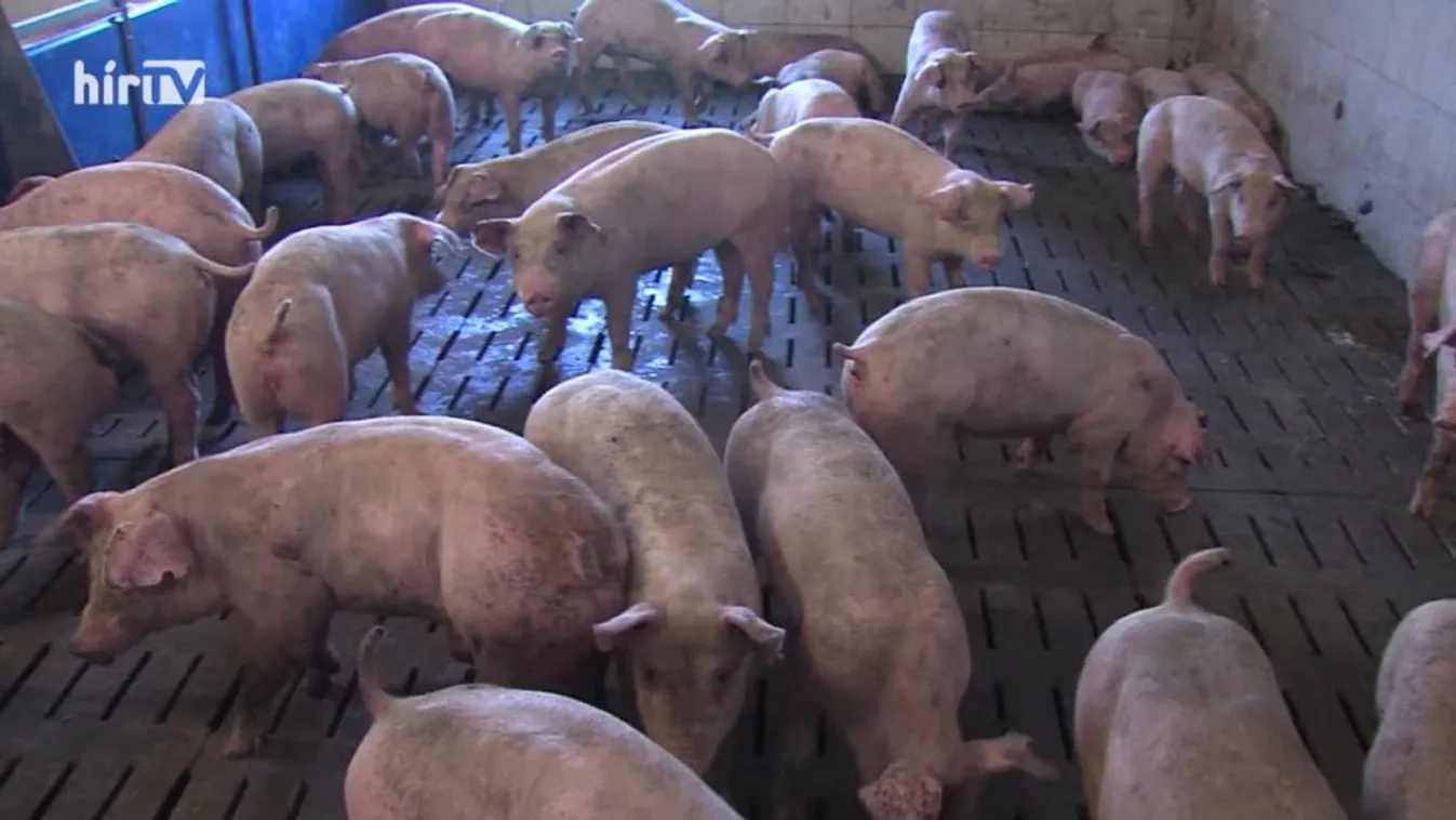 Soroló: Diplomáciai siker, újraindulhat a magyar sertésexport Japánba