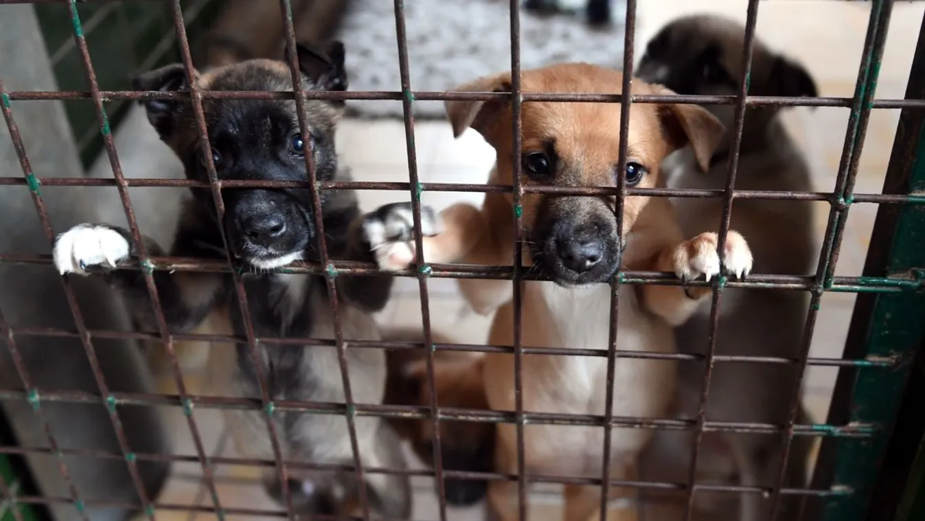 Pályázatot hirdettek a hazai állatvédőknek