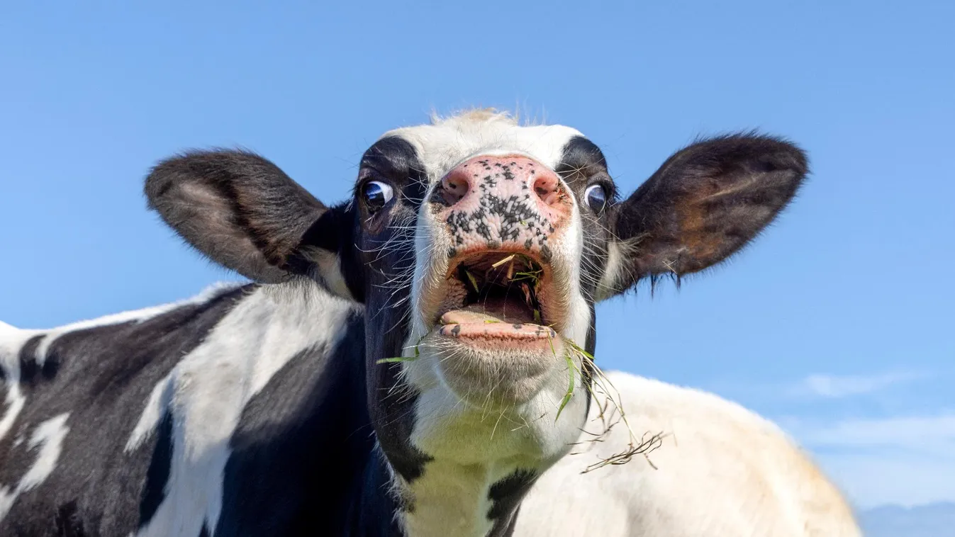 Országos kéknyelv-betegség vizsgálatokat rendelt el a Nébih