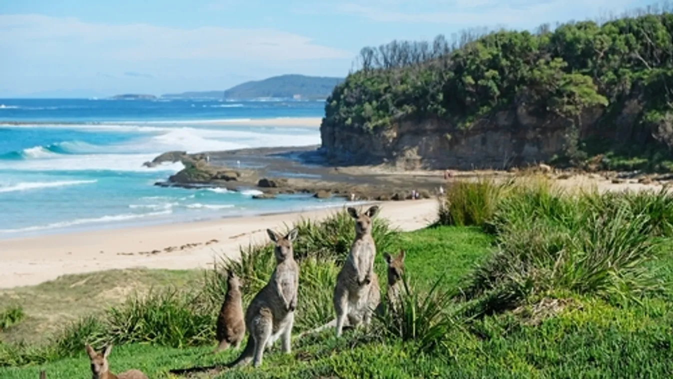 3D-s adatbázisban kelnek életre Ausztrália kihalt állatai