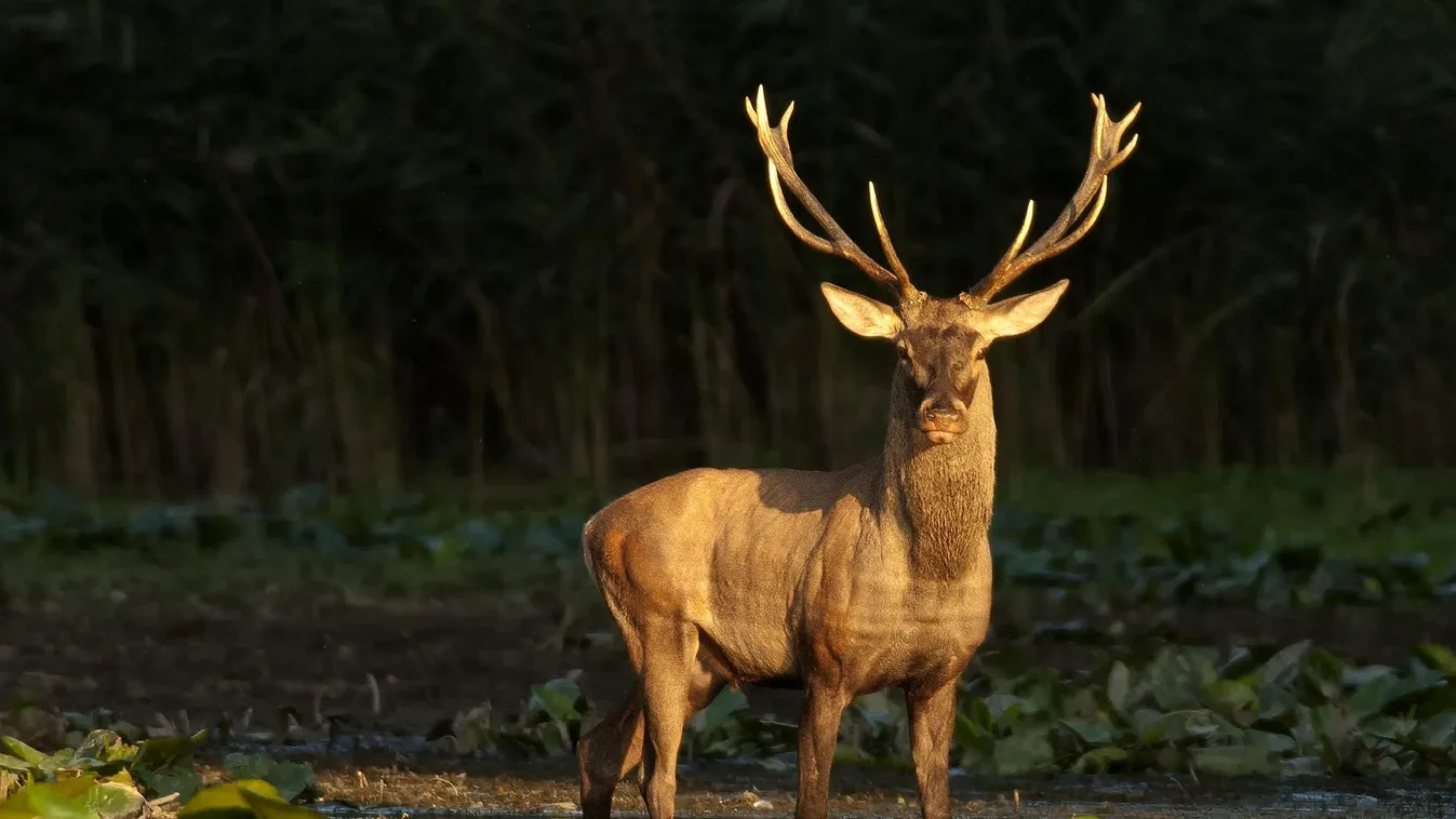 Csaknem felével csökkentené a vadállományt a kormány