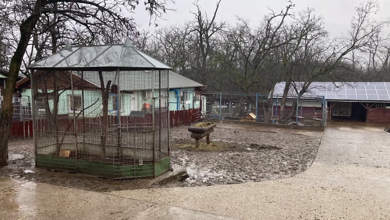 Elaltatták a Noé Állatotthon teljes madárállományát