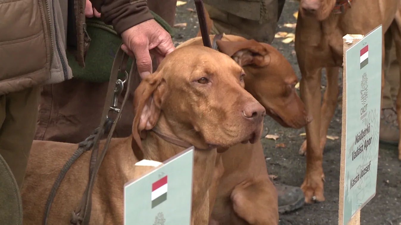 Soponya lehet a „vizslázás” magyarországi központja Kovács Zoltán szerint