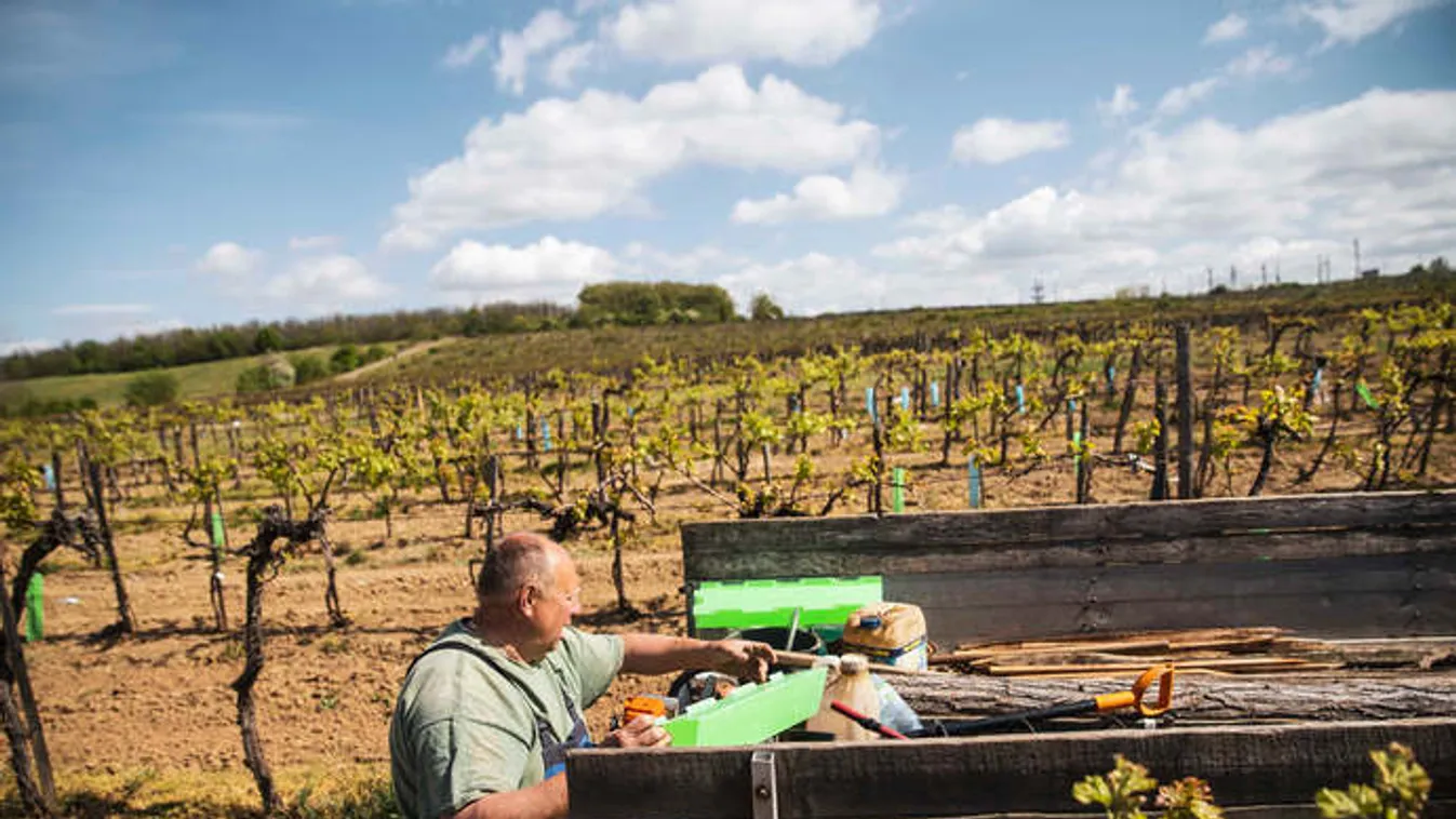 Indulhat a borászatok rohama a kárenyhítési támogatásokért