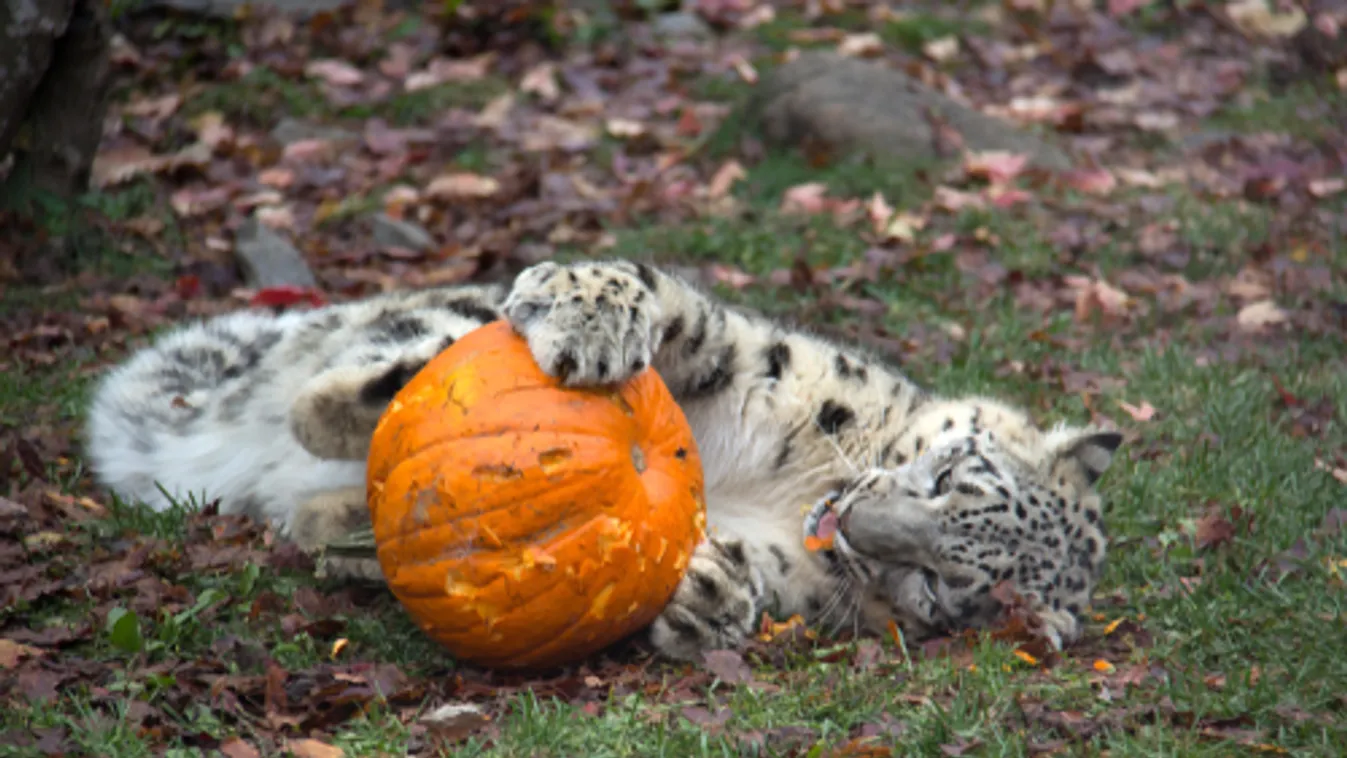 Halloween-programokkal is készül az őszi szünetben a Fővárosi Állatkert