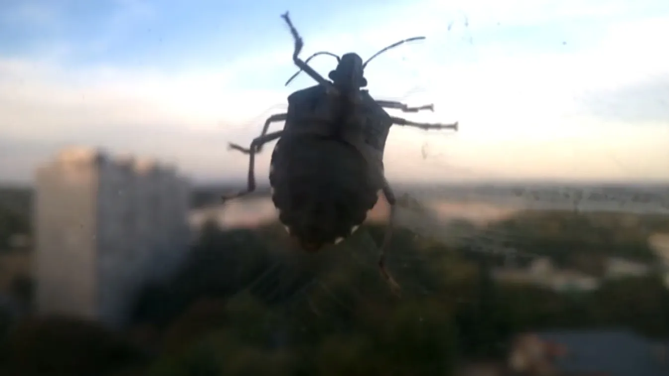 Elkészült az ország poloskatérképe