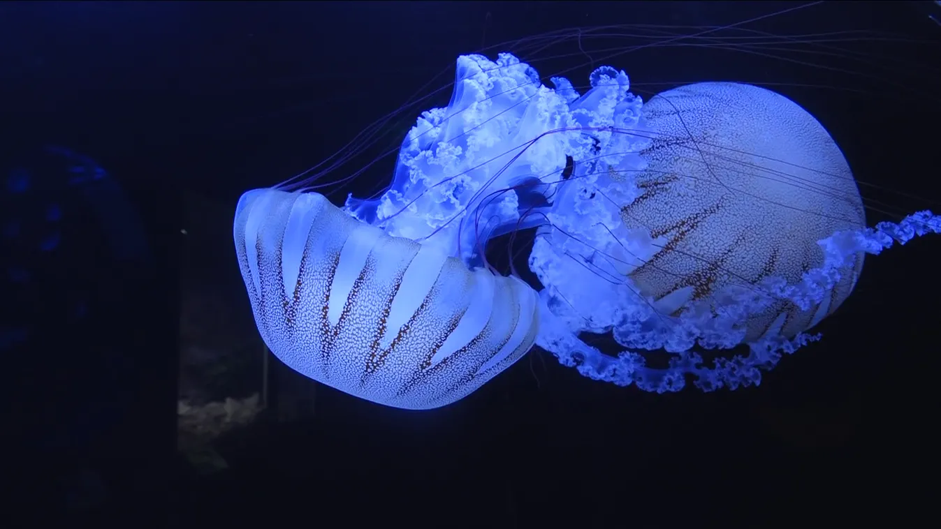 Medúzákat szaporított a Pécsi Állatkert + videó