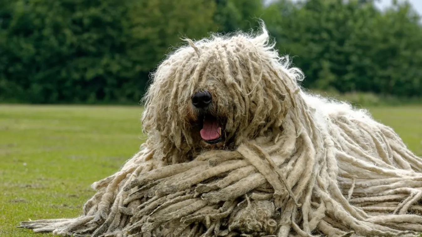 Jövőre ingyenes lesz a magyar ebfajták törzskönyvezése