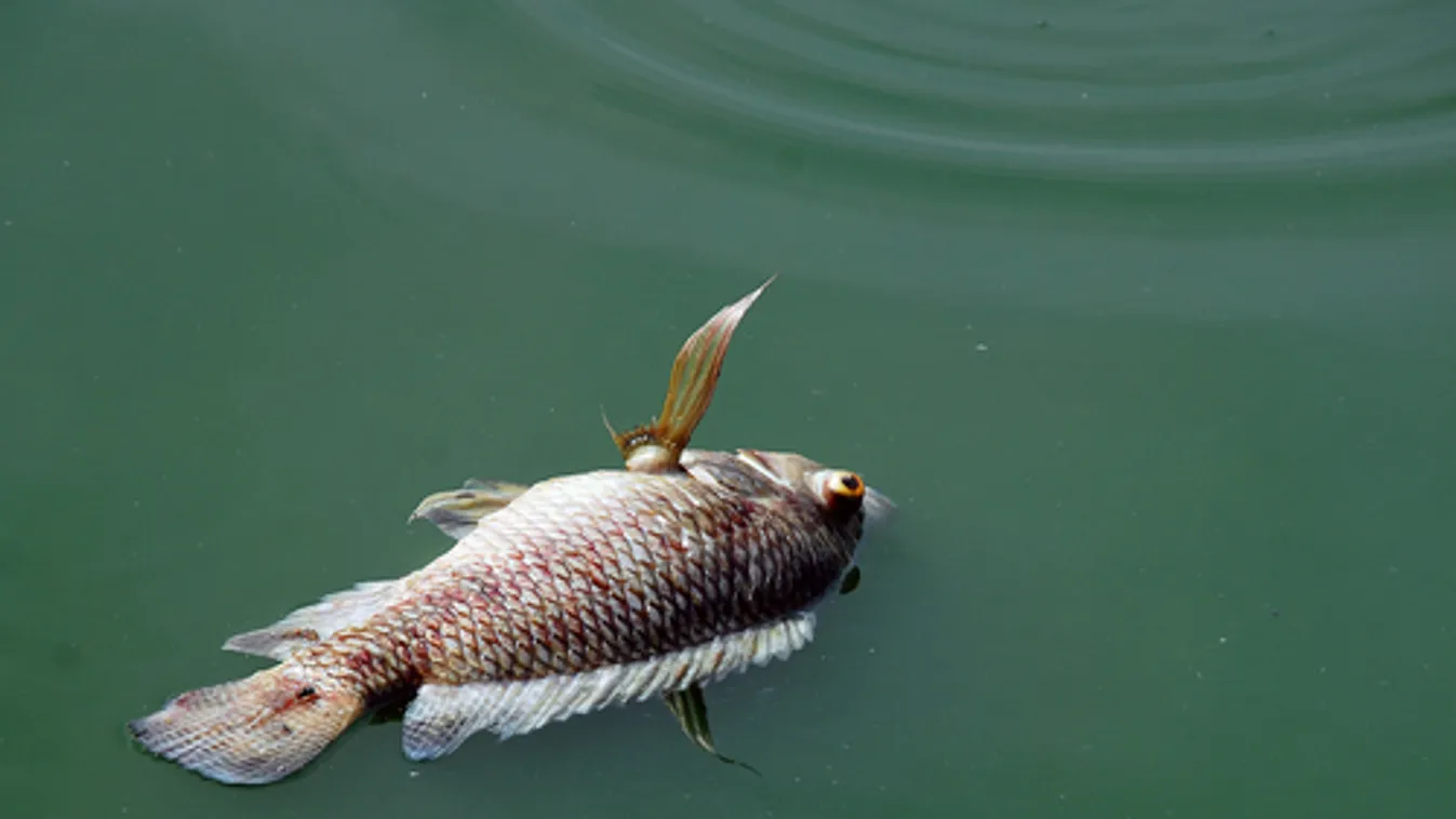 Ismét pusztulnak a halak a Városligeti-tóban