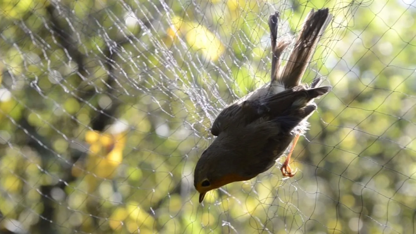 Madármegfigyelő napokat tartanak Európa-szerte