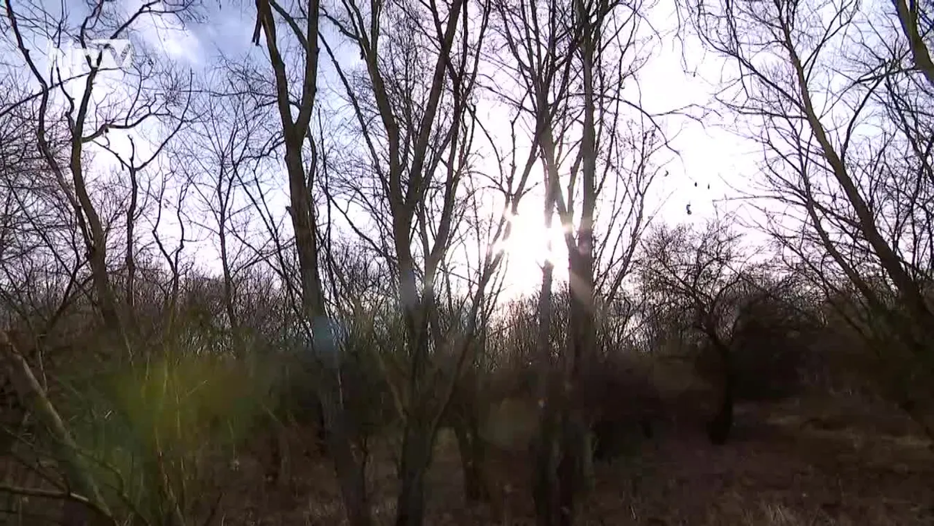 Budapesti Srácok: Az újpesti Farkas-erdő kapitánya úgy döntött, megvédi a csemetéit