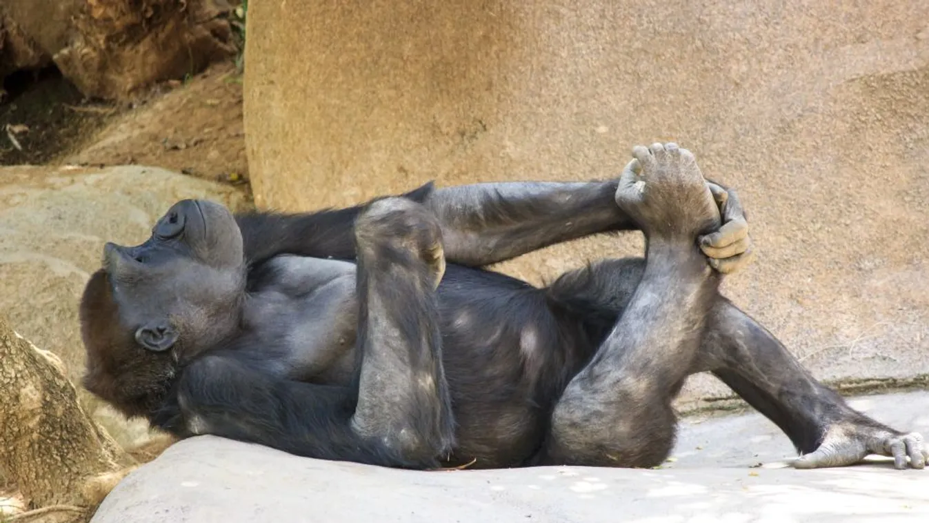 Koronavírusos gorillák vannak a San Diego-i állatkertben