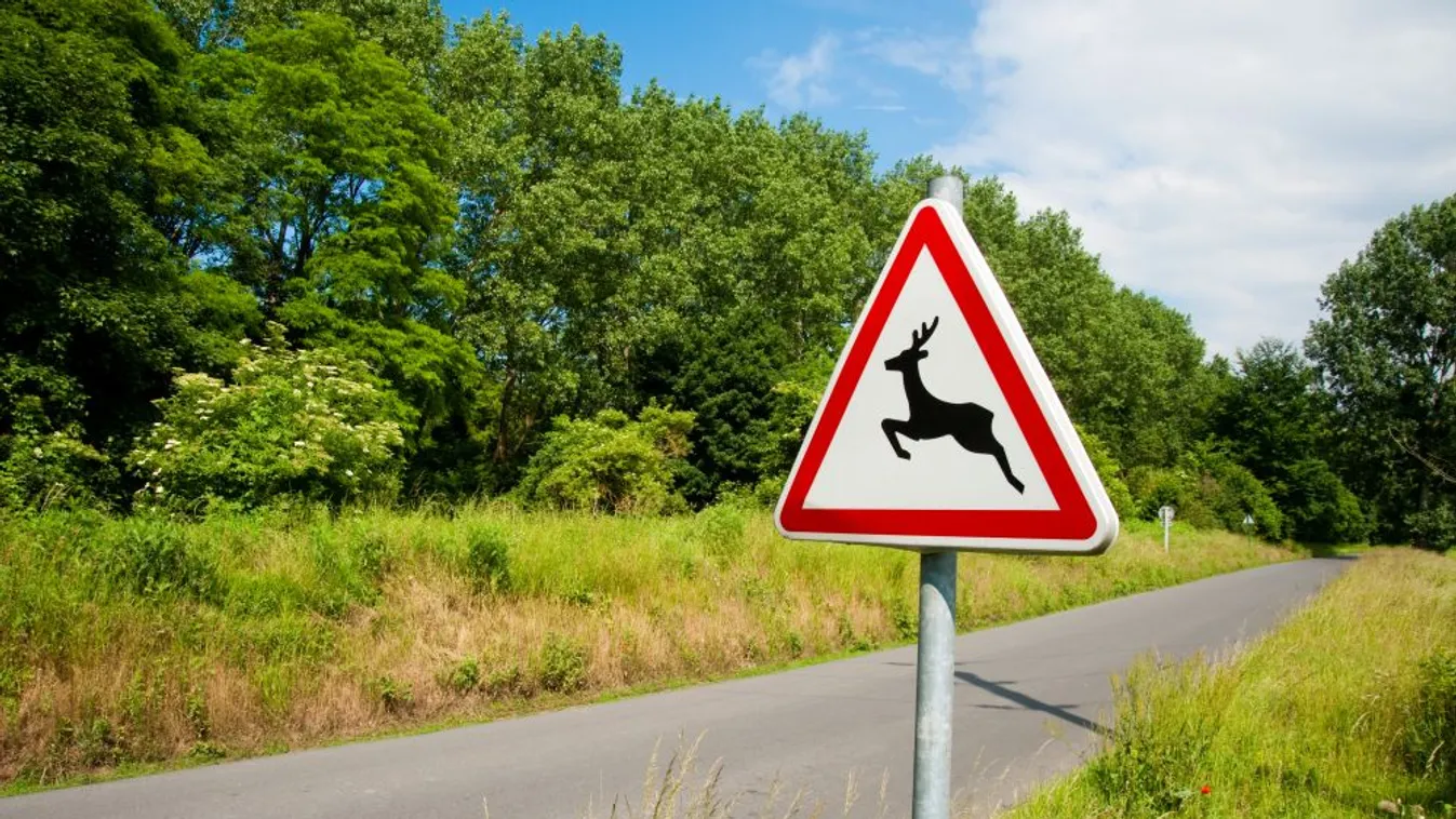 Szarvasveszély!
