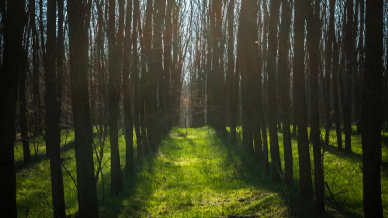 Lendületben az erdőtelepítések
