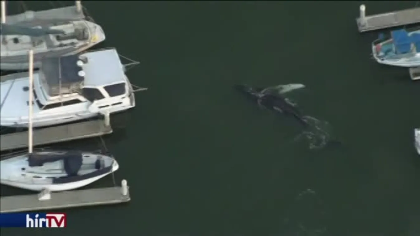 Kimentették a hajók közé szorult bálnát