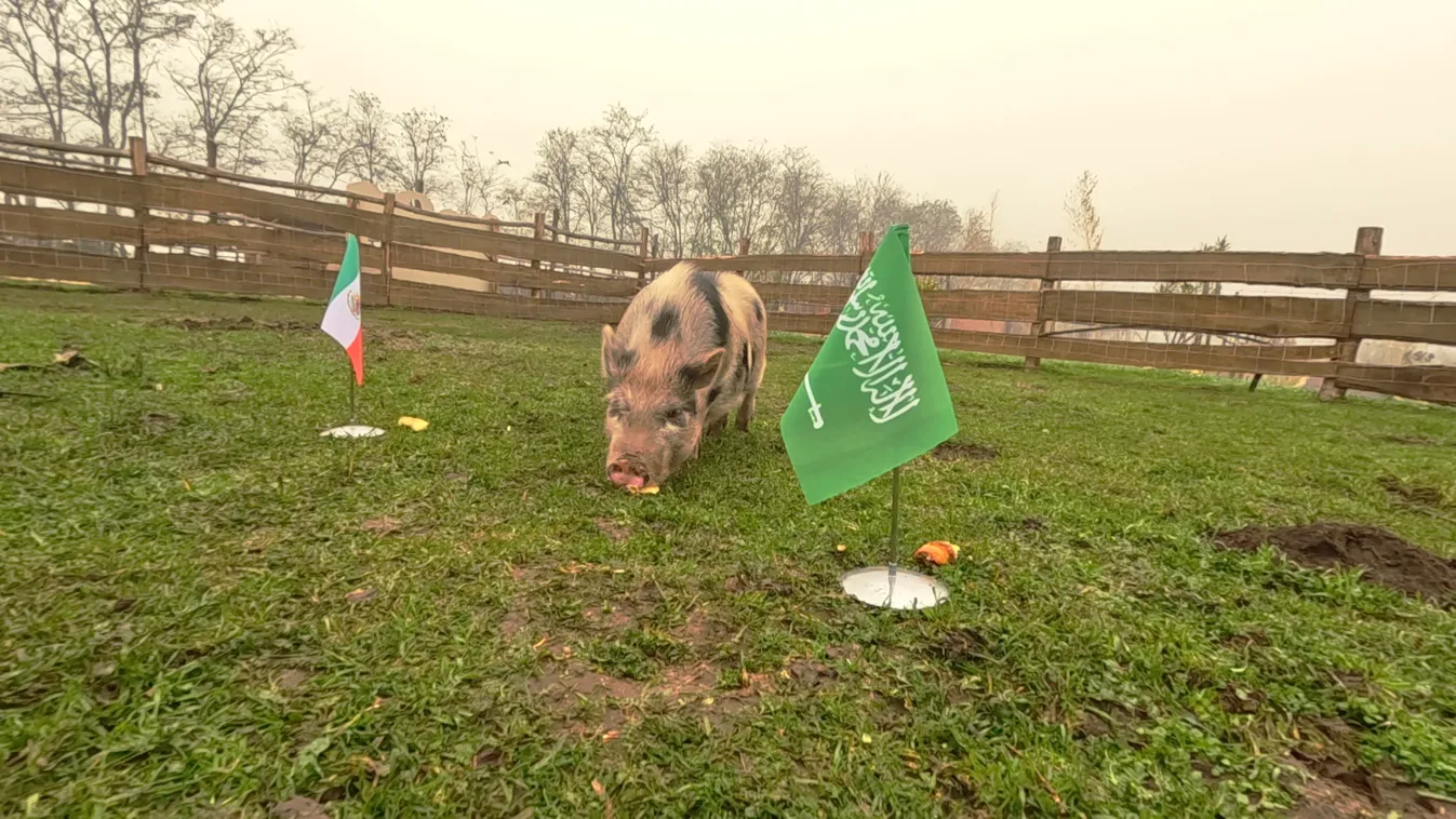 Radar: Elsőosztályú élmény Katarban
