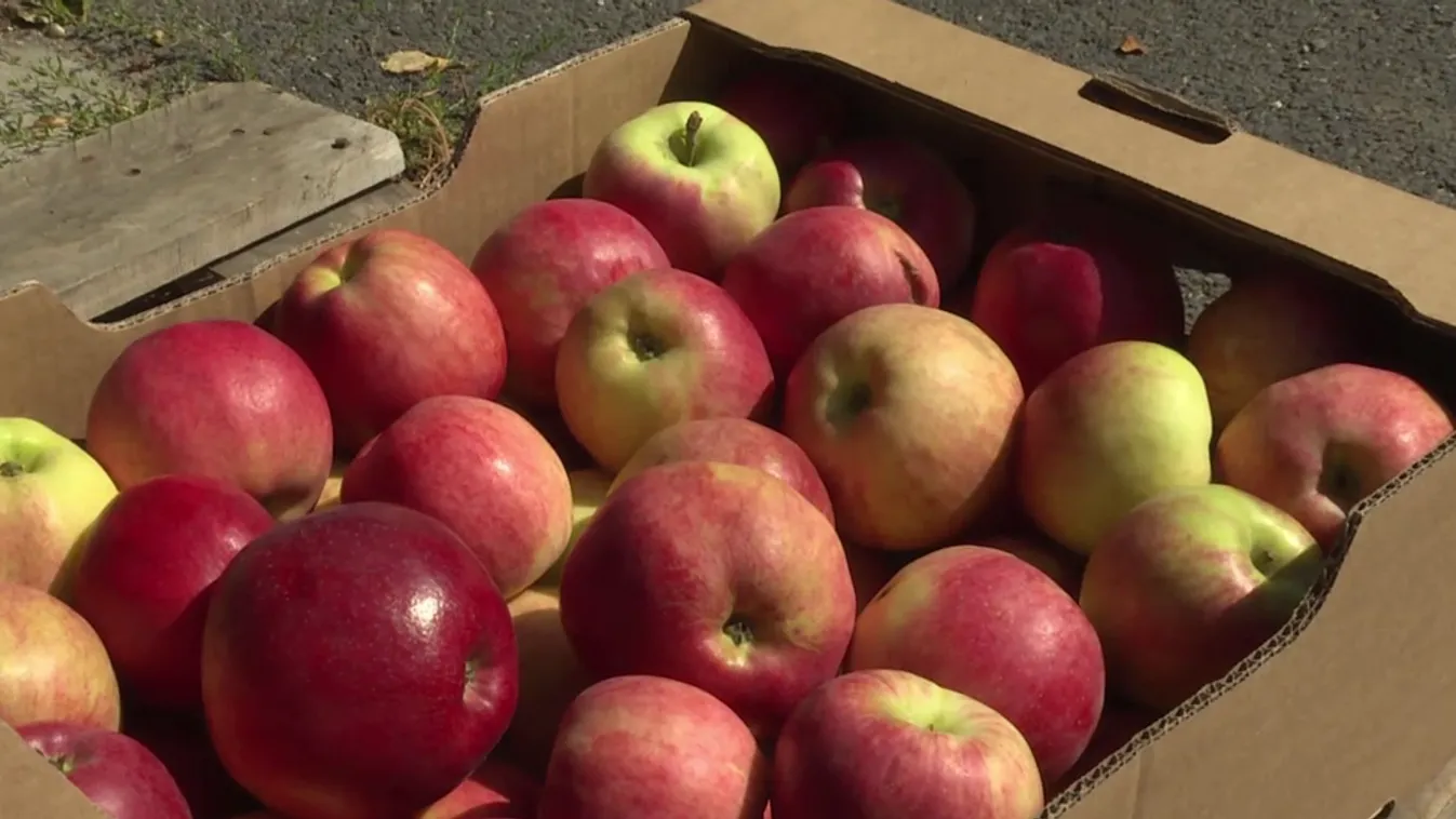 Radar - Megkezdődött az almaszüret