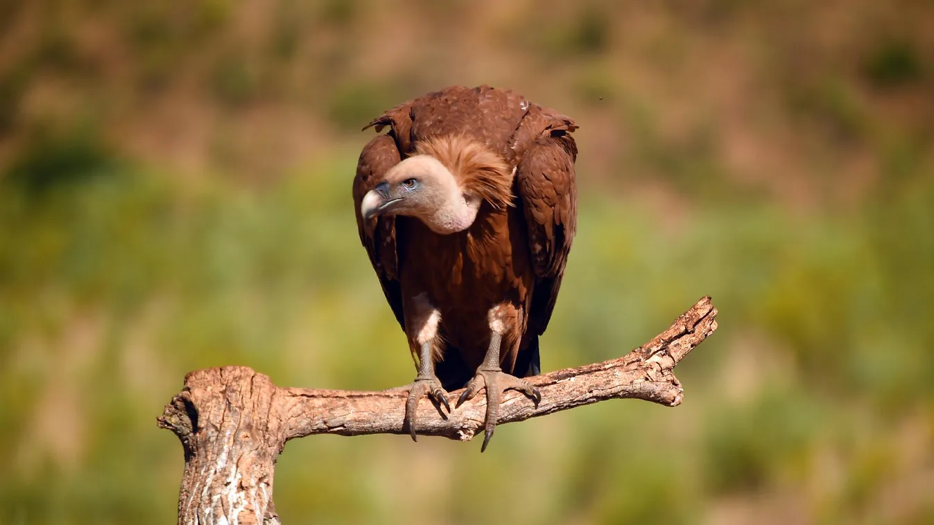Keselyűkkel kutatnak Izraelben az eltűntek holtteste után