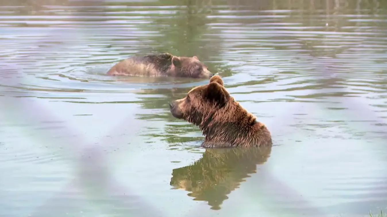 Ismét felbukkant egy medve Nógrádban