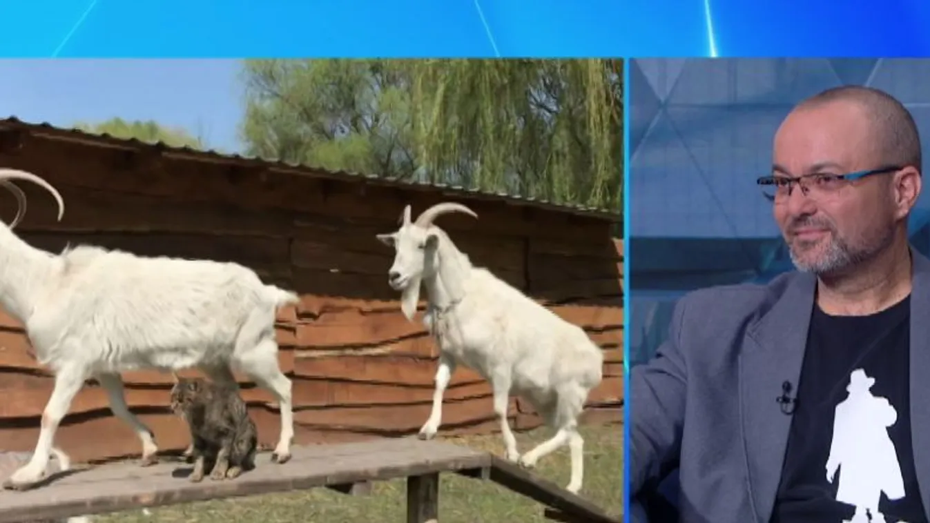 Mozaik - A kilakoltatás című új magyar filmben is dolgozott az ismert állat koordinátor