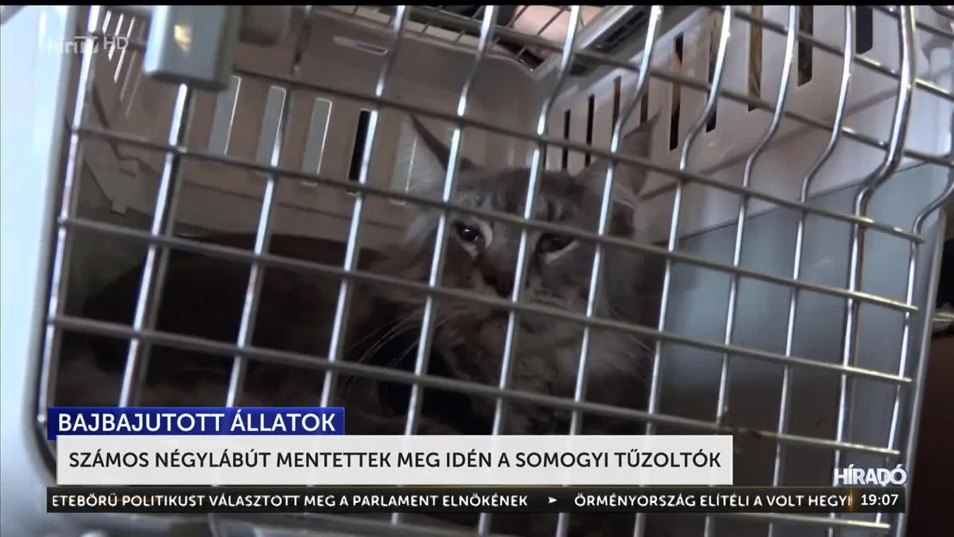 Számos négylábút mentettek meg idén a somogyi tűzoltók