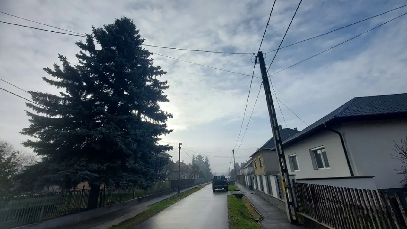 Az idén Borsodból érkezik a Parlament elő az ország karácsonyfája