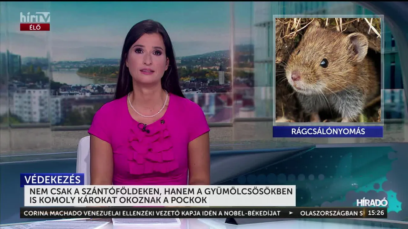 NEM CSAK A SZÁNTÓFÖLDEKEN, HANEM A GYÜMÖLCSÖSÖKBEN IS KOMOLY KÁROKAT OKOZNAK A POCKOK