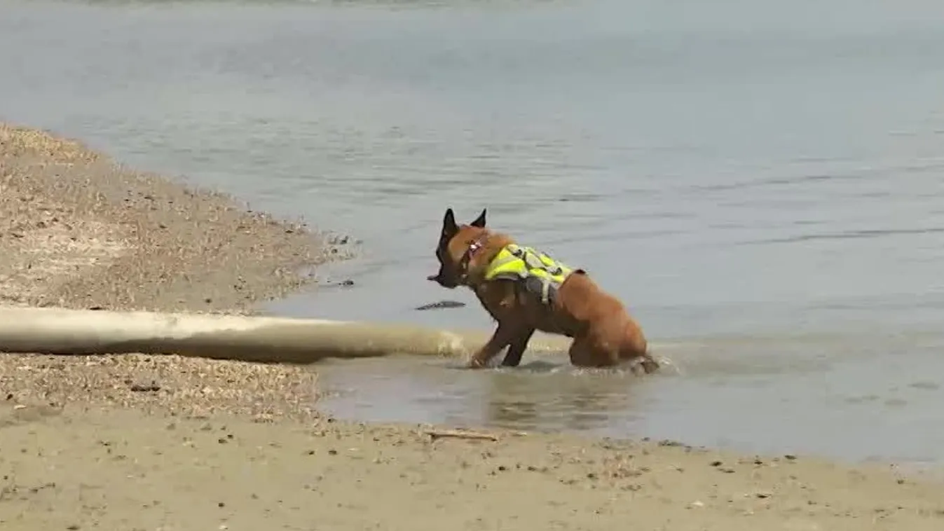 Radar - Nyugdíjas éveit tölti Symba, a világhírű magyar mentőkutya