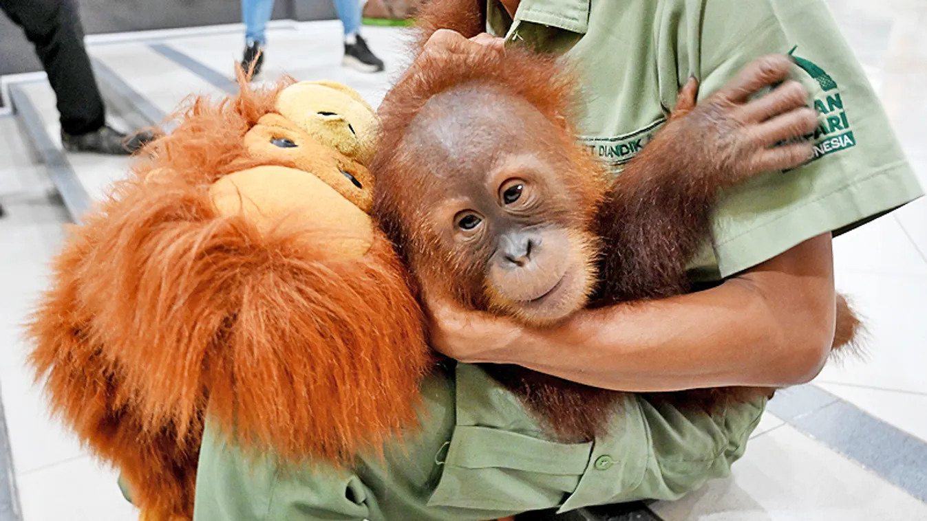 Visszaküldik a vadonba a bőröndben talált orángutánbébit