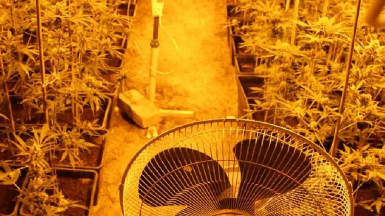 Kannabiszültetvényt rejtett a pince