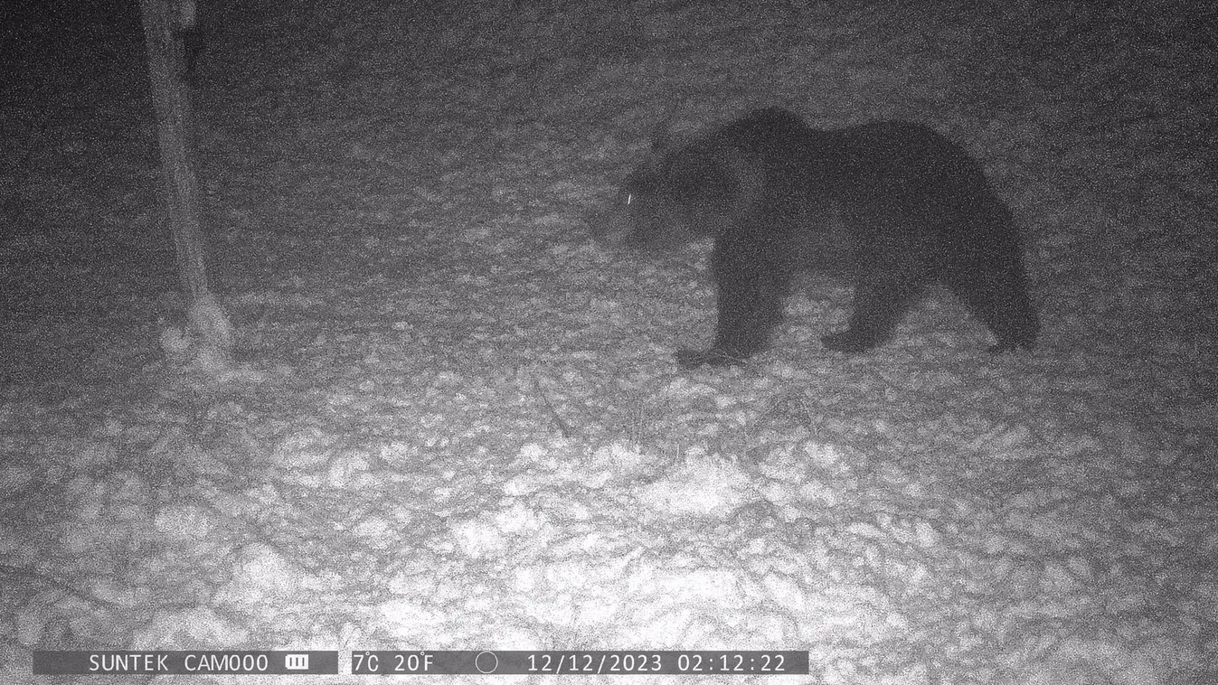Figyelmeztet a polgármester: Medvét fotóztak Nógrádban