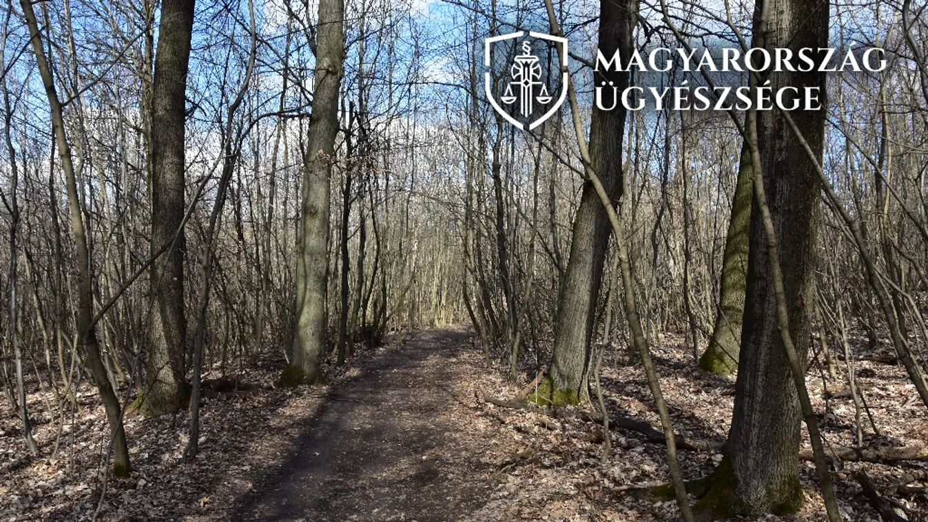 Vádat emeltek a férfi ellen, aki megerőszakolt egy túrázó nőt Csillebércen